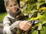 Zahradnické nůžky vám musí sedět: Podle čeho vybrat tohoto nezbytného pomocníka?