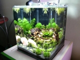 Nano akvárium - vodní svět do moderního bydlení